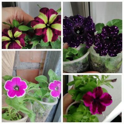 Лот: 15677913. Фото: 1. Рассада вегетативной петунии. Садовые цветы