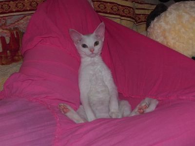Лот: 3010716. Фото: 1. продам котенка редкой породы девон-рекс. Кошки, котята