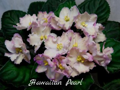 Лот: 5698669. Фото: 1. Фиалка сортовая Hawaiian Pearl... Горшечные растения и комнатные цветы