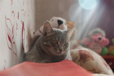 Лот: 2881849. Фото: 1. Очень красивая и умная киса. Кошки, котята