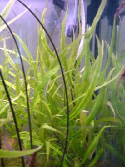 Лот: 5843259. Фото: 1. лимонник узколистный. Водные растения