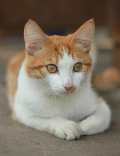 Лот: 3247231. Фото: 1. Шикарный кот!. Кошки, котята