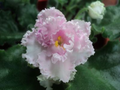 Лот: 7355705. Фото: 1. Фиалка, сорт Rosie Ruffles. Горшечные растения и комнатные цветы