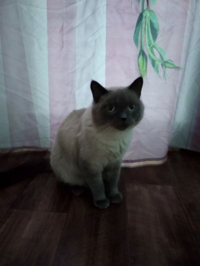 Лот: 14807440. Фото: 1. Котик порода тайский. Кошки, котята