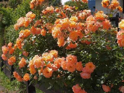 Лот: 15206072. Фото: 1. Роза Алоха. Садовые цветы