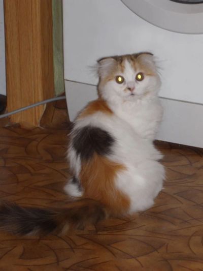 Лот: 3116248. Фото: 1. Длинношерстная вислоухая черепашка... Кошки, котята