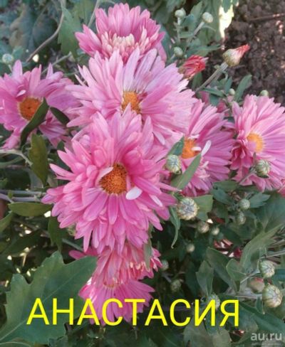 Лот: 8877980. Фото: 1. Анастасия корейская. Садовые цветы