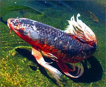 Лот: 6024906. Фото: 1. Карп Кои японский Вуалевый (Japanese... Рыбки