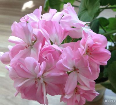 Лот: 14525129. Фото: 1. Пеларгония Jackpot wild rose. Горшечные растения и комнатные цветы