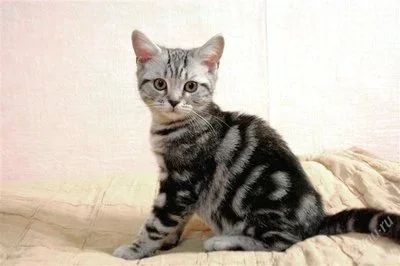 Лот: 2352845. Фото: 1. Британский мраморный кот. Кошки, котята