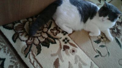 Лот: 11703072. Фото: 1. Шотландская кошечка. Кошки, котята