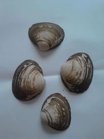 Лот: 4810722. Фото: 1. ракушки, 4шт, длина 10см. Археология
