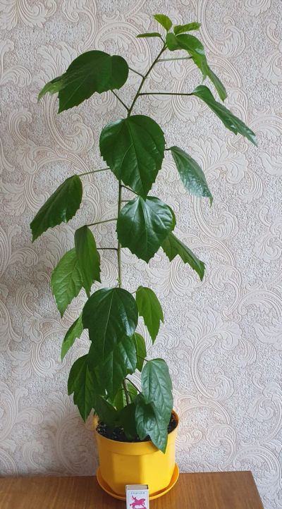 Лот: 22570953. Фото: 1. Гибискус. Горшечные растения и комнатные цветы