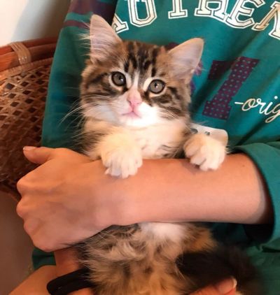 Лот: 10029890. Фото: 1. Котенок 2 месяца. Кошки, котята