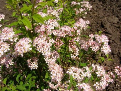 Лот: 9907243. Фото: 1. Спирея Голоцветковая (Spiraea... Декоративные кустарники и деревья