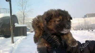Лот: 1606938. Фото: 1. очаровательные пушистые щеночки... Собаки, щенки