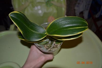 Лот: 7257754. Фото: 1. Орхидея мини фаленопсис ( коллекционная... Горшечные растения и комнатные цветы