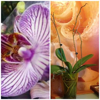Лот: 11531073. Фото: 1. Орхидеи фаленопсис 3 шт одним... Горшечные растения и комнатные цветы