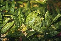 Лот: 6500261. Фото: 1. Криптокорина родственная (Cryptocoryne... Водные растения
