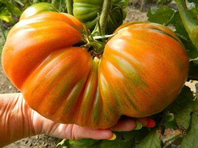 Лот: 8486728. Фото: 1. Семена томатов сорт " Томато". Овощи