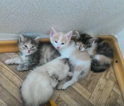 Лот: 11834162. Фото: 1. Отдам котят в хорошие руки. Кошки, котята