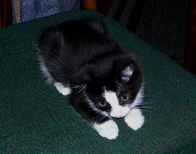 Лот: 3632152. Фото: 1. Отдам котят. Кошки, котята