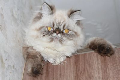 Лот: 3012035. Фото: 1. Персидский кот. Выставочный экзот... Кошки, котята