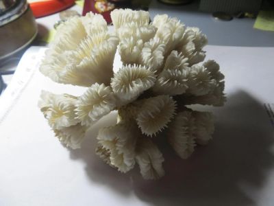 Лот: 8693523. Фото: 1. Морской коралл. Минералы и окаменелости