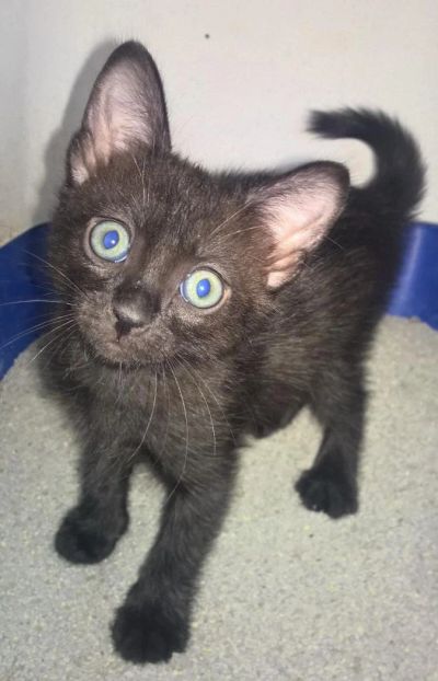 Лот: 8237666. Фото: 1. Отдам кошечку + корм в подарок. Кошки, котята