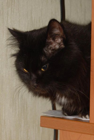 Лот: 5478521. Фото: 1. Продам кота. Кошки, котята