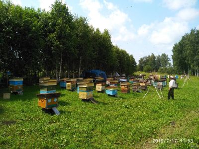 Лот: 8183094. Фото: 1. Мёд с Сибирского разнотравья. Мёд, продукты пчеловодства