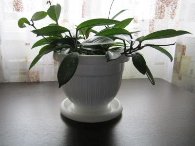 Лот: 10303292. Фото: 1. Плющ. Горшечные растения и комнатные цветы