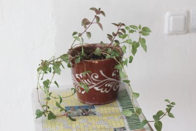 Лот: 5106825. Фото: 1. Фуксия La Rosita + Anabel. Горшечные растения и комнатные цветы