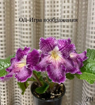 Лот: 23284189. Фото: 1. Стрептокарпус OD-Игра воображения... Горшечные растения и комнатные цветы
