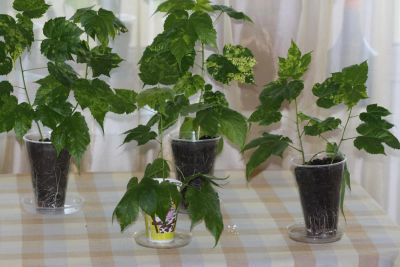 Лот: 5066950. Фото: 1. Абутилон с пестрыми листьями... Горшечные растения и комнатные цветы