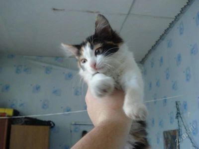 Лот: 1530290. Фото: 1. ищим хозяина для кошечки!!!. Кошки, котята