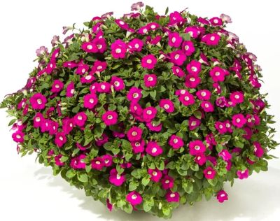 Лот: 18610256. Фото: 1. Петуния Blanket Rose (Бланкет... Садовые цветы
