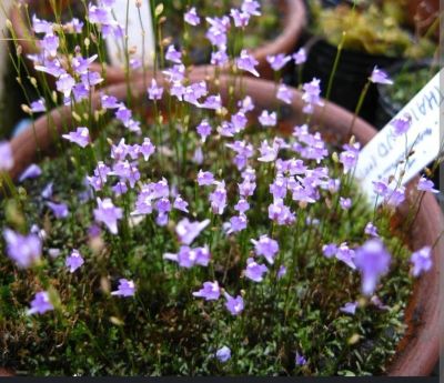 Лот: 19962724. Фото: 1. Utricularia minutissima хищное... Горшечные растения и комнатные цветы