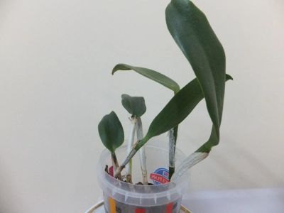 Лот: 5056334. Фото: 1. Орхидея каттлея на выхаживание. Горшечные растения и комнатные цветы