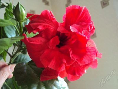 Лот: 371044. Фото: 1. гибискус 3. Горшечные растения и комнатные цветы