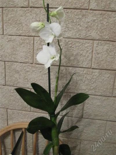 Лот: 1281500. Фото: 1. орхидея дендрофал ( цветы крупные... Горшечные растения и комнатные цветы