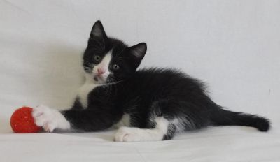 Лот: 15058311. Фото: 1. Котенок Звездочка. Кошки, котята