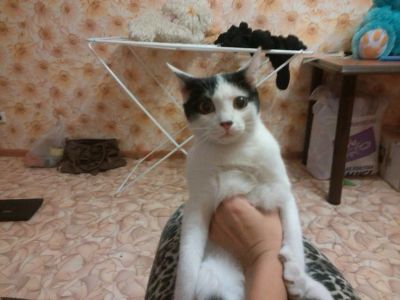 Лот: 4631283. Фото: 1. Кот Сёма! Молод, не достиг еще... Кошки, котята