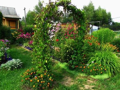 Лот: 9507353. Фото: 1. Кобея лазающая. Каландо. вьюн... Садовые цветы