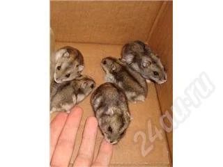 Лот: 420525. Фото: 1. Джунгарский хомячек. Остальные животные
