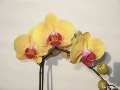 Лот: 4771459. Фото: 1. Орхидея фаленопсис Н14(отцветает... Горшечные растения и комнатные цветы