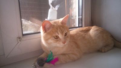 Лот: 8561953. Фото: 1. отдам Кота рыжего Палладий. Кошки, котята