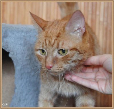 Лот: 9455576. Фото: 1. рыжий Кося. Кошки, котята