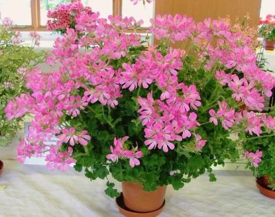 Лот: 5391752. Фото: 1. Душистая пеларгония "Pink Capitatum... Горшечные растения и комнатные цветы