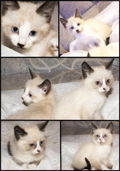 Лот: 4395357. Фото: 1. Котята В Добрые Руки Самые красивые... Кошки, котята